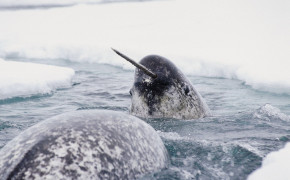 Narwhal Background Wallpaper 18393