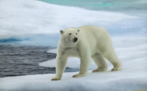 Polar Bear HD Wallpaper 18229
