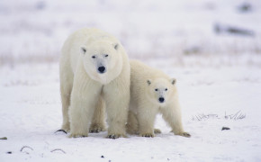 Polar Bear Family HD Background Wallpaper 18246