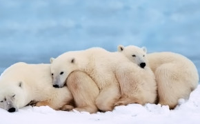 Polar Bear Family HQ Desktop Wallpaper 18251
