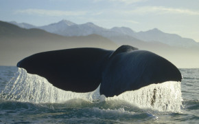 Whale Tail HD Wallpapers 18440