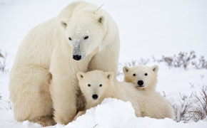Polar Bear Family HD Desktop Wallpaper 18247