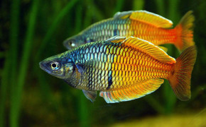 Freshwater Fish Widescreen Wallpapers 18360