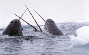 Narwhal HD Wallpapers 18398