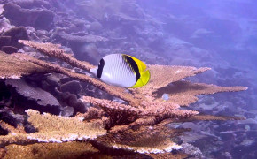 Lined Butterflyfish Background Wallpaper 18373