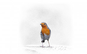 Bird Powerpoint HD Wallpaper 17838