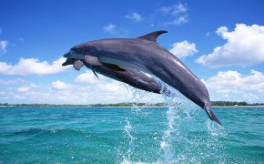 Spinner Dolphin Wallpaper HD 18409