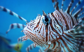Lion Fish Widescreen Wallpapers 18387