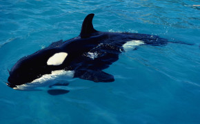 Killer Whale Widescreen Wallpapers 18372
