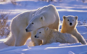Polar Bear Family High Definition Wallpaper 18250