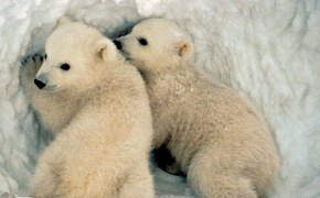 Polar Bear Cub HD Desktop Wallpaper 18239