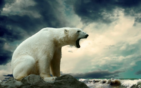 Polar Bear Desktop Wallpaper 18227