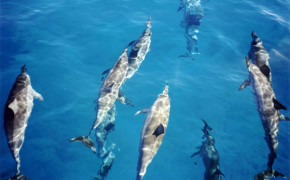 Spinner Dolphin Widescreen Wallpapers 18411