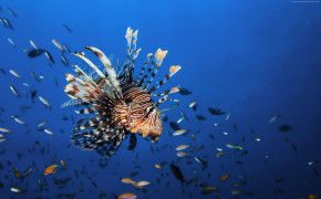 Lion Fish HD Wallpapers 18383