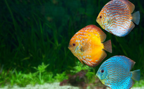 Freshwater Fish HD Wallpapers 18357