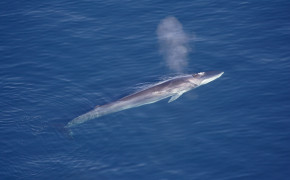 Fin Whale Background Wallpaper 18763