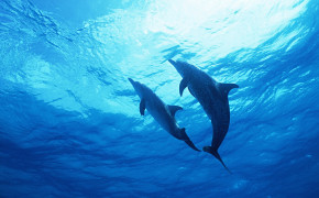 Dolphin Couple HQ Background Wallpaper 18740