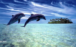Dolphin Couple HD Wallpaper 18737
