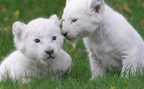 Baby White Lion Widescreen Wallpapers 18665