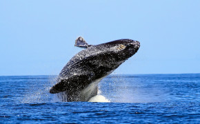 Humpback Whale HD Desktop Wallpaper 18813