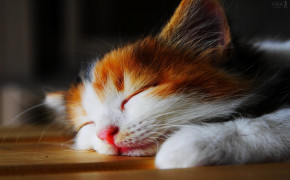 Sleeping Kitten HD Background Wallpaper 18991