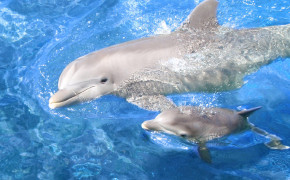 Dolphin Baby Background Wallpaper 18727
