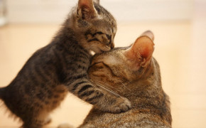 Adorable Cat HD Background Wallpaper 18611