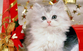 Christmas Kitten HD Desktop Wallpaper 18698