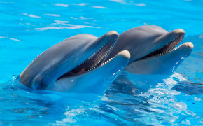 Dolphin Couple HD Wallpapers 18738