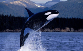 Whale Jump Background Wallpaper 19036