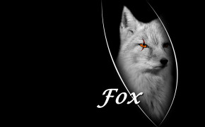 Silver Fox HD Desktop Wallpaper 18985