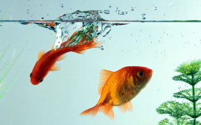 Gold Fish HD Wallpapers 18803