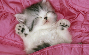 Sleeping Kitten HD Desktop Wallpaper 18992
