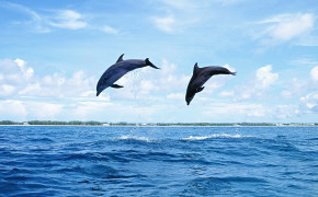 Dolphin Couple Widescreen Wallpapers 18744