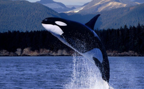 Whale Jump HD Wallpapers 19043