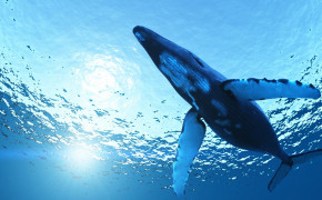 Blue Whale HD Desktop Wallpaper 18680