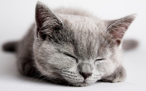 Sleeping Kitten HD Wallpaper 18993