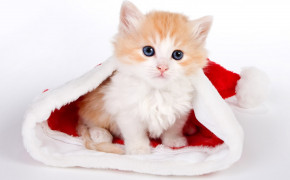 Christmas Kitten Wallpaper 18702