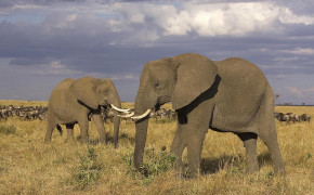African Elephant Wallpaper HD 18627