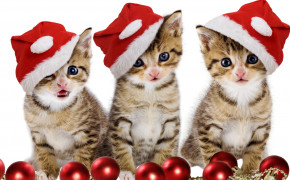 Christmas Kitten HD Wallpaper 18699
