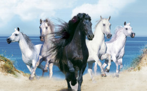 3D Horse HD Wallpaper 18580