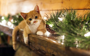 Christmas Kitten Desktop Wallpaper 18697