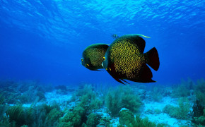 French Angelfish HD Wallpapers 18792