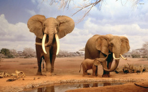 African Elephant HD Wallpapers 18625
