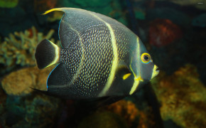 French Angelfish Widescreen Wallpapers 18795
