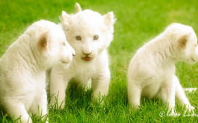 Baby White Lion High Definition Wallpaper 18663