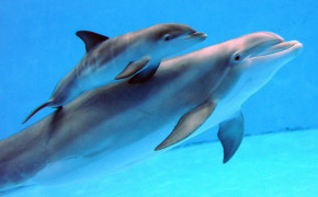 Dolphin Baby HD Desktop Wallpaper 18729