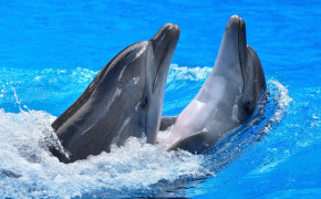 Dolphin Couple Background Wallpapers 18732