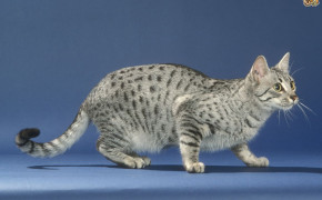 Egyptian Mau Cat HD Wallpapers 18757