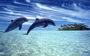 Dolphin Couple High Definition Wallpaper 18739